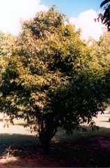 Maprang