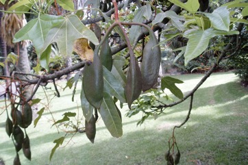 Flame tree, Flame kurrajong, Bottle Tree