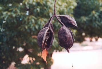 Black kurrajong