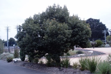 Black kurrajong