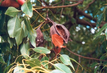 Black kurrajong