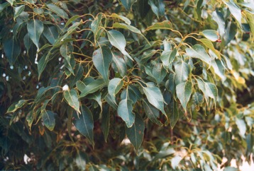 Black kurrajong