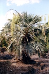 Blue Hesper palm