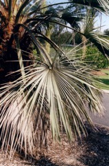 Blue Hesper palm