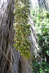 Blue Hesper palm