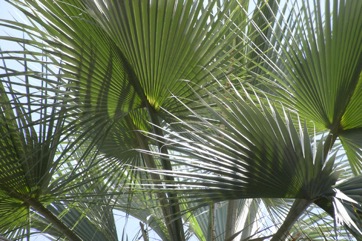 Blue Hesper palm