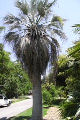 Blue Hesper palm