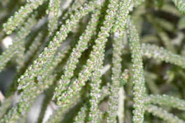 Mexican Palm, Sombrero palm