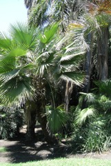 Mexican Palm, Sombrero palm