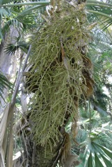 Mexican Palm, Sombrero palm