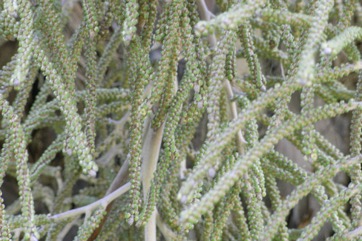 Mexican Palm, Sombrero palm