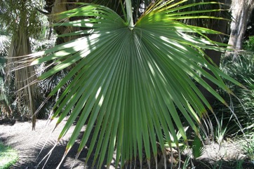 Mexican Palm, Sombrero palm