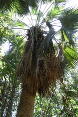 Guadeloupe fan palm