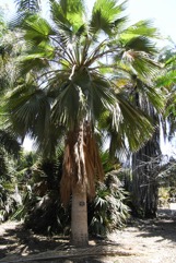 Guadeloupe fan palm