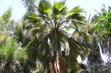 Guadeloupe fan palm