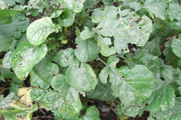 Abyssinian cabbage, African cabbage