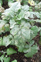 Abyssinian cabbage, African cabbage
