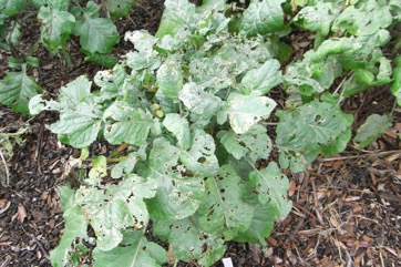 Abyssinian cabbage, African cabbage