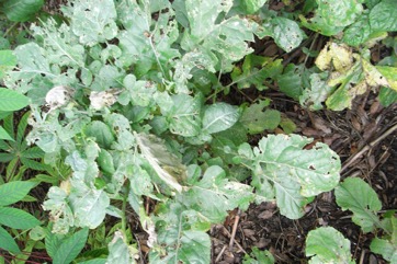 Abyssinian cabbage, African cabbage