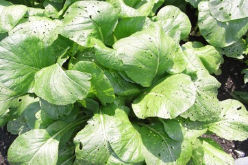Indian mustard, Leaf mustard, Chinese mustard