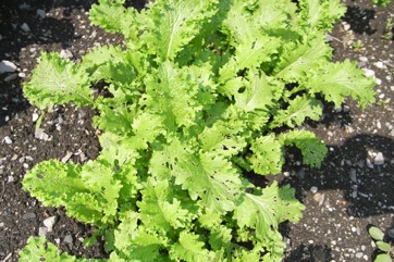 Indian mustard, Leaf mustard, Chinese mustard