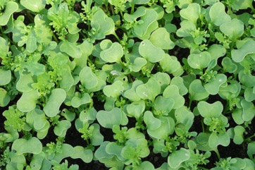 Indian mustard, Leaf mustard, Chinese mustard