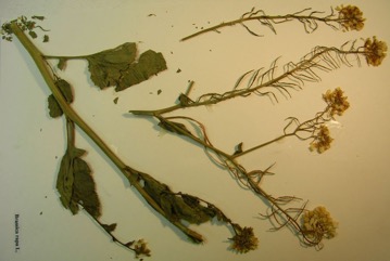 Wild turnip