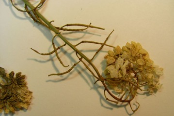 Wild turnip