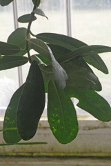 Madagascar brexia