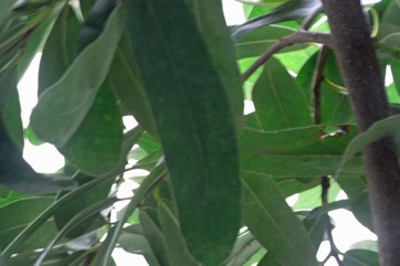 Madagascar brexia