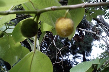Paper mulberry