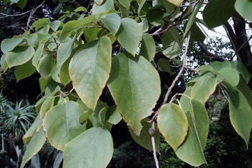 Paper mulberry
