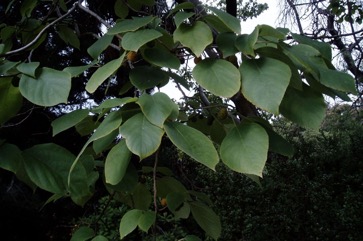 Paper mulberry