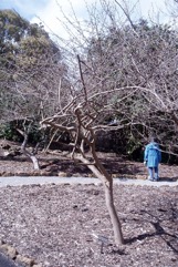 Paper mulberry