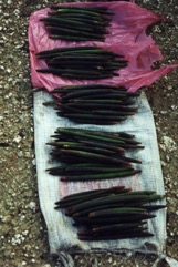Red mangrove, Large-fruited orange mangrove