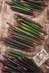 Red mangrove, Large-fruited orange mangrove