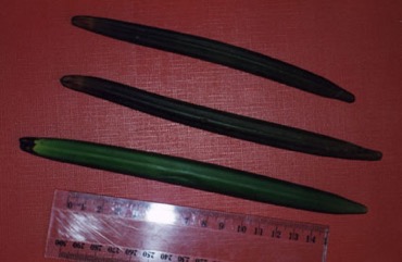 Red mangrove, Large-fruited orange mangrove