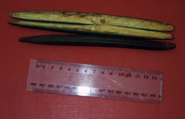 Red mangrove, Large-fruited orange mangrove