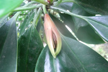 Red mangrove, Large-fruited orange mangrove