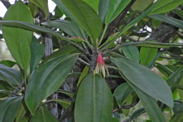 Red mangrove, Large-fruited orange mangrove