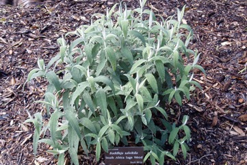 South African sagewood