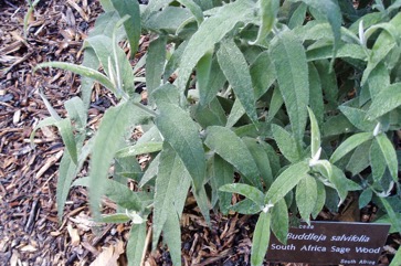 South African sagewood