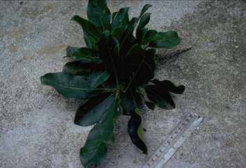 Bukubuk, Red silkwood tree