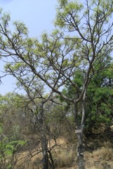 Rhodesian ash, Red syringa