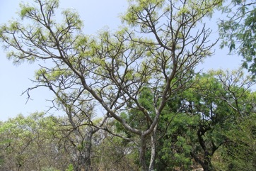 Rhodesian ash, Red syringa