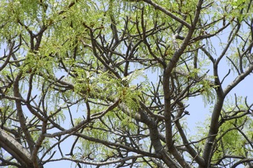 Rhodesian ash, Red syringa