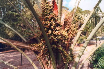 Jelly palm, Pindo palm