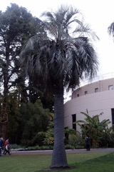 Jelly palm, Pindo palm