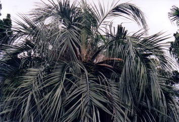 Jelly palm, Pindo palm