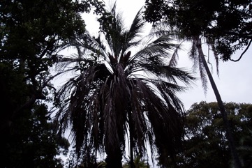 Jelly palm, Pindo palm